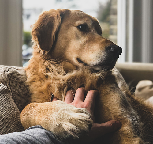 Why Should You Consider Family Dog Services?