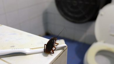 Tips to Getting Rid of Roaches in Bathroom, Toilet and Kitchen