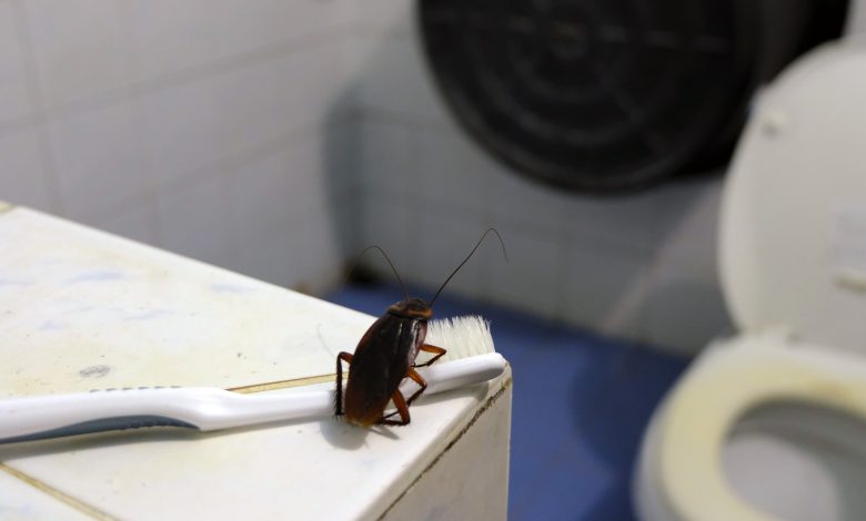 Tips to Getting Rid of Roaches in Bathroom, Toilet and Kitchen