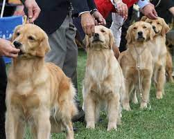 Golden Retriever Breeders and Rescues: Finding Your Perfect Companion