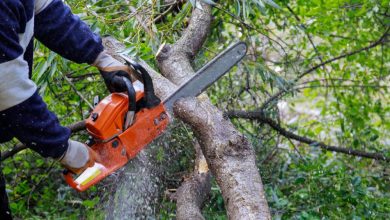Crucial Tree Trimming and Stump Removal for Your New Jersey Yard