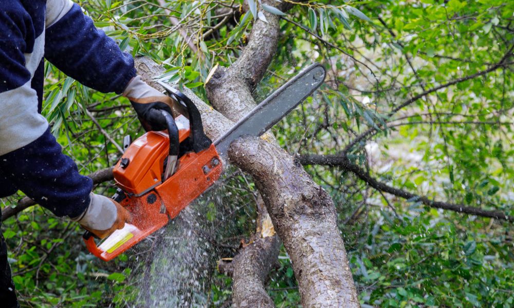 Crucial Tree Trimming and Stump Removal for Your New Jersey Yard