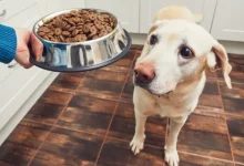 grain-free-dog-food