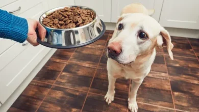 grain-free-dog-food