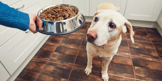 grain-free-dog-food