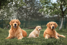 Golden Retrieve