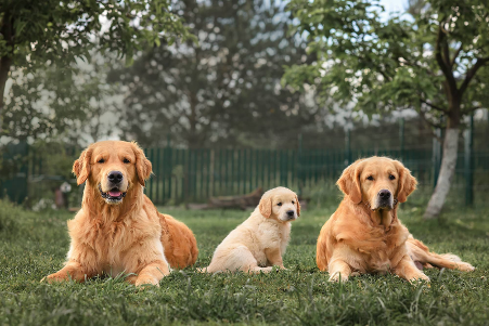 Golden Retrieve