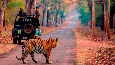 Ranthambore