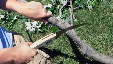 How to Find the Best Tree Removal Service in Racine: A Complete Guide