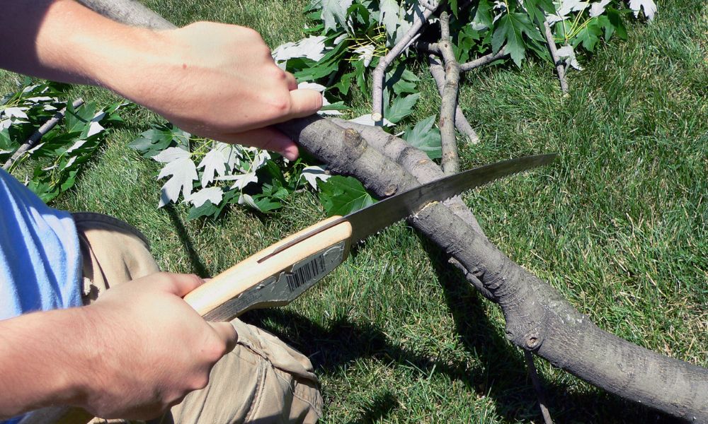 How to Find the Best Tree Removal Service in Racine: A Complete Guide